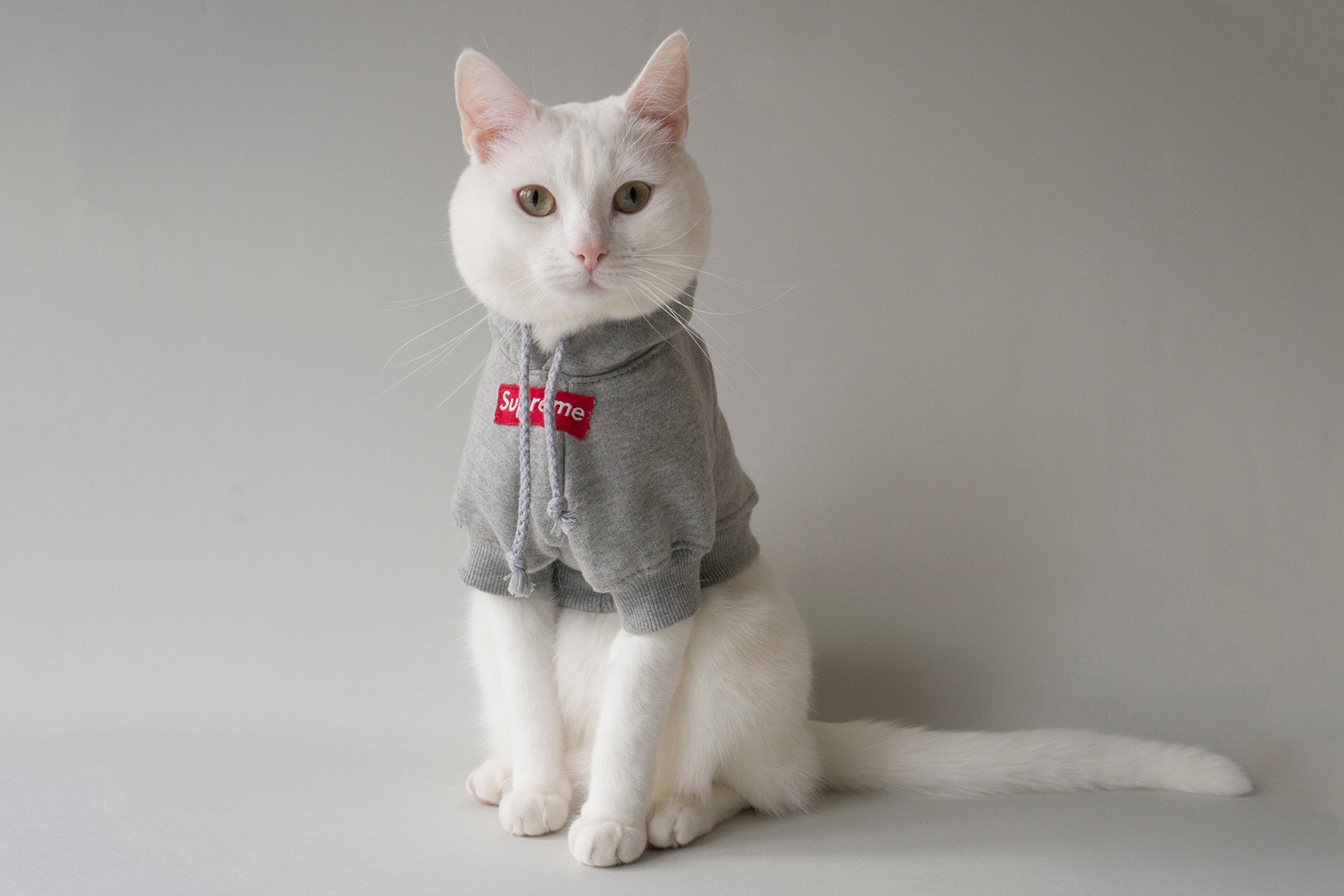 Стильная кошка. Одежда для кошек. Котики с одеждой. Коты в одежде.