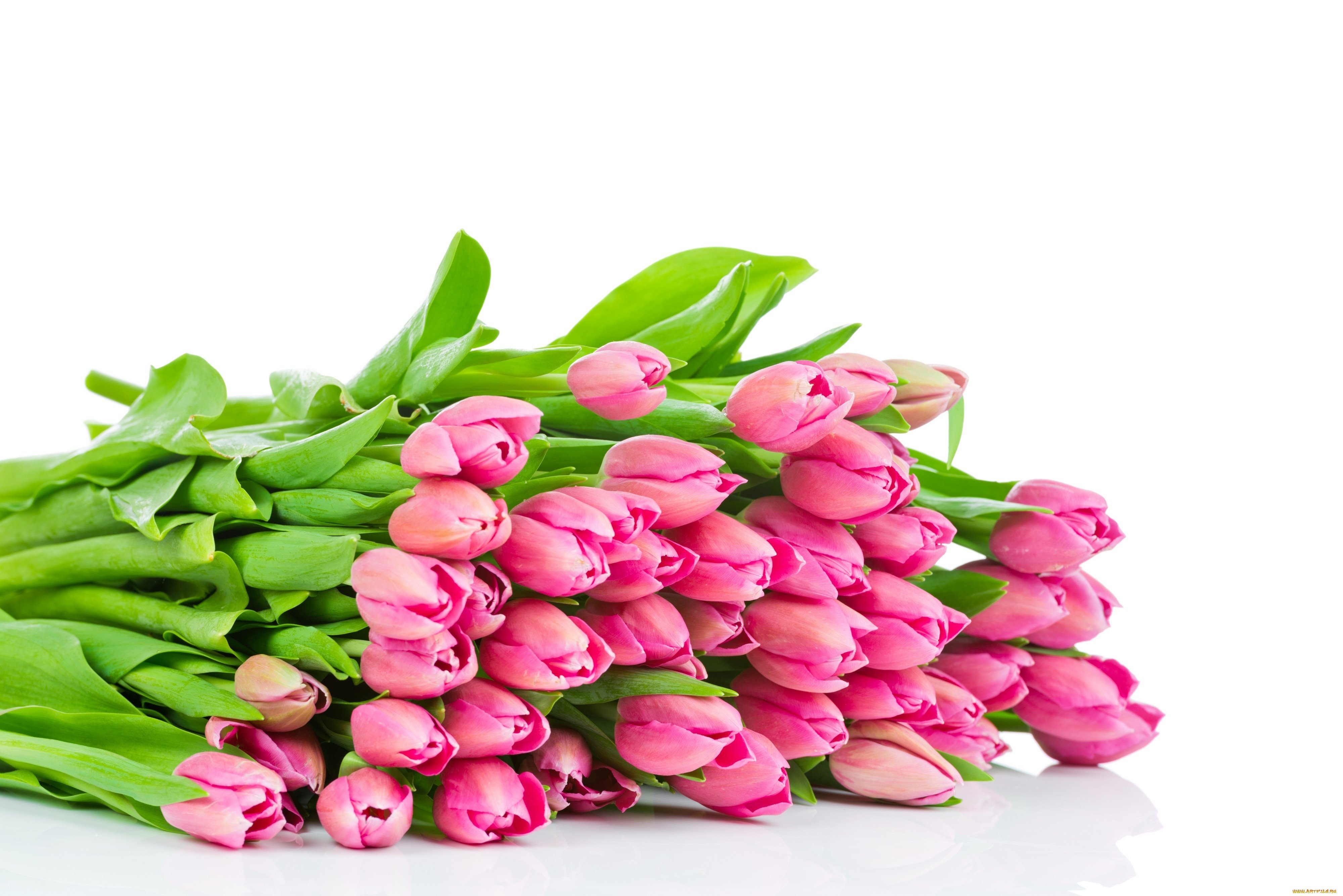 Самые красивые открытки к 8 марту. Розовые тюльпаны.
