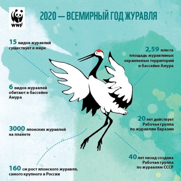 Птица года 2020 в России серый журавль