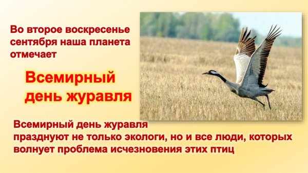 Журавль птица года 2020 в России